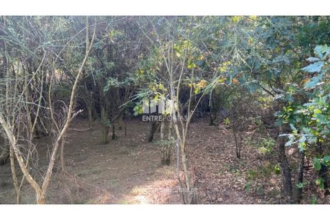 Tomt i Amarante, Porto, Amarante - € 18 500 | Ref: MC09573 - foto 9