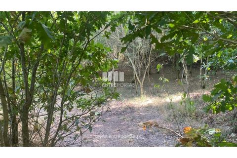 Tomt i Amarante, Porto, Amarante - € 18 500 | Ref: MC09573 - foto 6