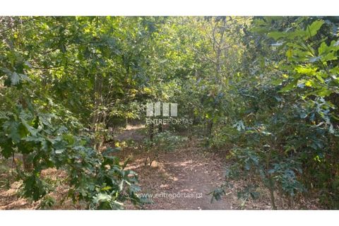 Tomt i Amarante, Porto, Amarante - € 18 500 | Ref: MC09573 - foto 2