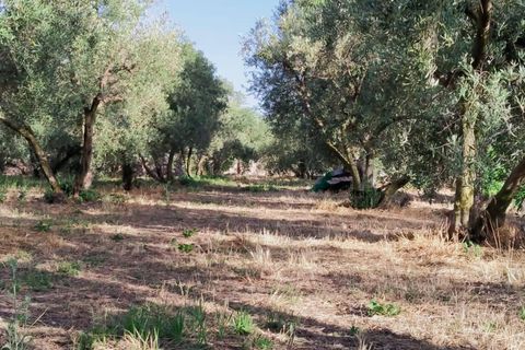 Tomt i Niguelas, Granada, Niguelas - € 80 000 | Ref: 2058 - foto 3