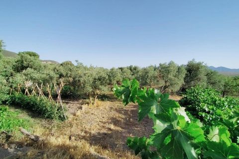 Tomt i Niguelas, Granada, Niguelas - € 80 000 | Ref: 2058 - foto 4