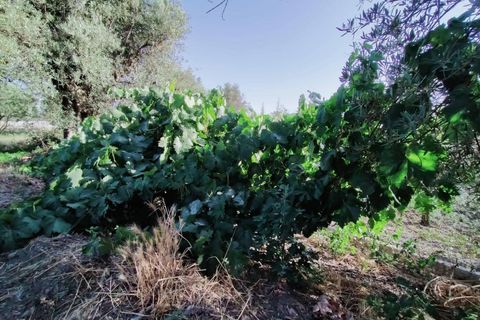 Tomt i Niguelas, Granada, Niguelas - € 80 000 | Ref: 2058 - foto 15