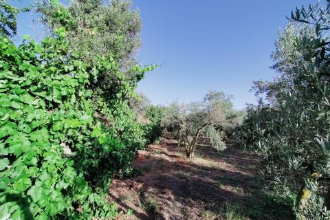 Tomt i Niguelas, Granada, Niguelas - € 80 000 | Ref: 2058 - foto 17