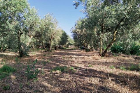 Tomt i Niguelas, Granada, Niguelas - € 80 000 | Ref: 2058 - foto 18