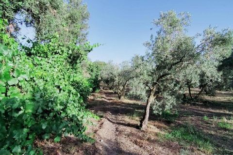 Tomt i Niguelas, Granada, Niguelas - € 80 000 | Ref: 2058 - foto 19