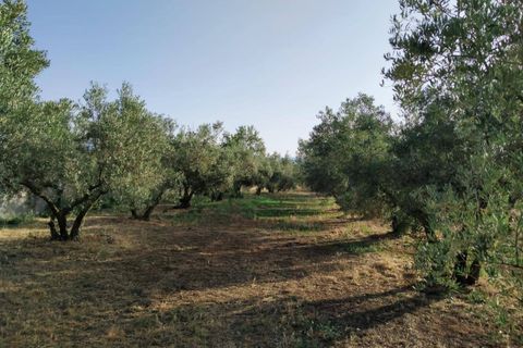 Tomt i Niguelas, Granada, Niguelas - € 35 000 | Ref: 2059 - foto 2
