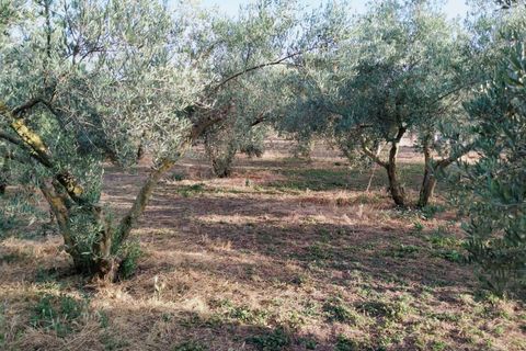 Tomt i Niguelas, Granada, Niguelas - € 35 000 | Ref: 2059 - foto 3