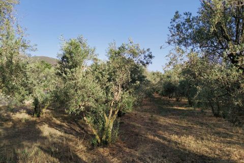 Tomt i Niguelas, Granada, Niguelas - € 35 000 | Ref: 2059 - foto 5
