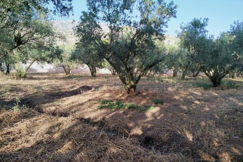 Tomt i Niguelas, Granada, Niguelas - € 35 000 | Ref: 2059 - foto 8