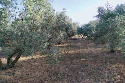 Tomt i Niguelas, Granada, Niguelas - € 35 000 | Ref: 2059 - foto 9