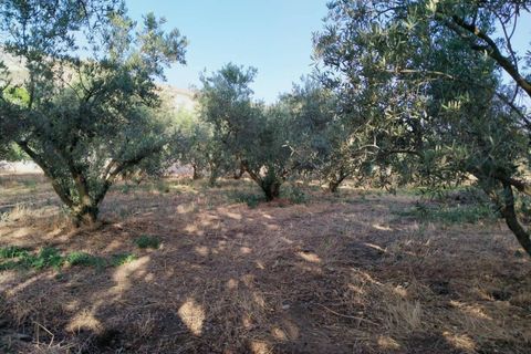 Tomt i Niguelas, Granada, Niguelas - € 35 000 | Ref: 2059 - foto 10