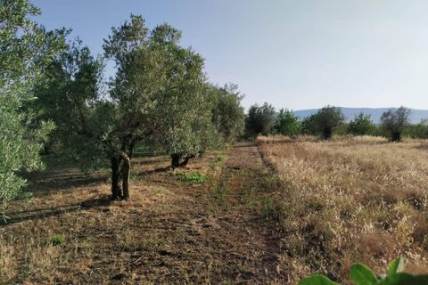 Tomt i Niguelas, Granada, Niguelas - € 35 000 | Ref: 2059 - foto 14