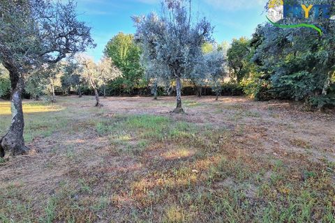 Erhvervsejendom i Cabecudo, Castelo Branco, Cabecudo - € 60.000 | Ref: AS132 - foto 4