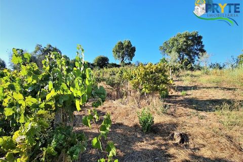 Erhvervsejendom i Cabecudo, Castelo Branco, Cabecudo - € 60.000 | Ref: AS132 - foto 6