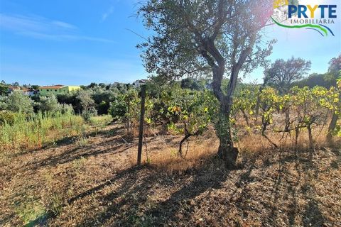 Erhvervsejendom i Cabecudo, Castelo Branco, Cabecudo - € 60.000 | Ref: AS132 - foto 7