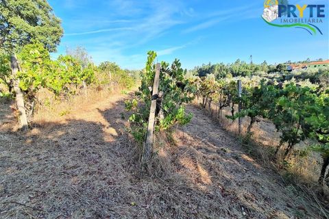 Erhvervsejendom i Cabecudo, Castelo Branco, Cabecudo - € 60.000 | Ref: AS132 - foto 9