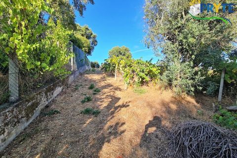 Erhvervsejendom i Cabecudo, Castelo Branco, Cabecudo - € 60.000 | Ref: AS132 - foto 11