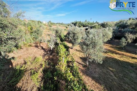 Erhvervsejendom i Cabecudo, Castelo Branco, Cabecudo - € 60.000 | Ref: AS132 - foto 15