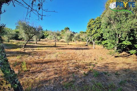 Erhvervsejendom i Cabecudo, Castelo Branco, Cabecudo - € 60.000 | Ref: AS132 - foto 28
