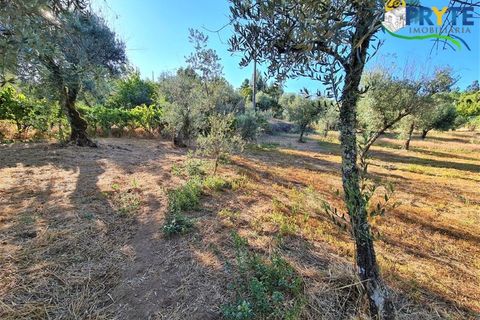 Erhvervsejendom i Cabecudo, Castelo Branco, Cabecudo - € 60.000 | Ref: AS132 - foto 29