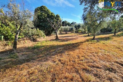 Erhvervsejendom i Cabecudo, Castelo Branco, Cabecudo - € 60.000 | Ref: AS132 - foto 30