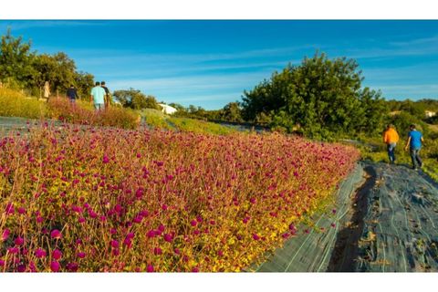Helårsgrund i Conceicao e Estoi, Faro, Conceicao e Estoi - € 280.000 | Ref: 025220224 - foto 3
