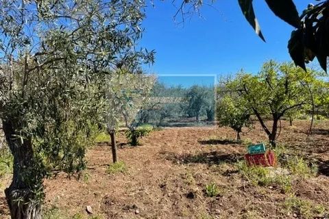 Terra a Melilli, Siracusa, Melilli - € 110.000 | Ref: RIF. BEL TCIT 38 - foto 5