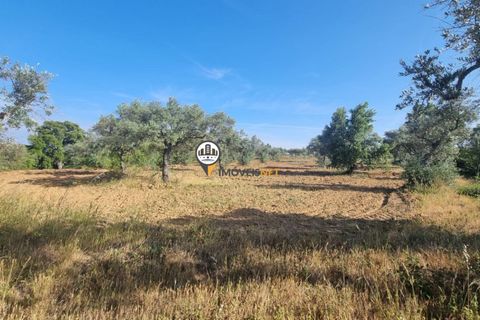 Helårsgrund i Castelo Branco, Castelo Branco, Castelo Branco - € 18.000 | Ref: 2577 - foto 2