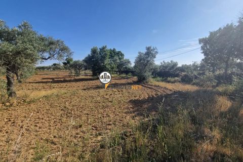 Helårsgrund i Castelo Branco, Castelo Branco, Castelo Branco - € 18.000 | Ref: 2577 - foto 3