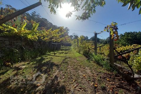Farm i Curvos, Braga, Curvos - € 560.000 | Ref: 130/23 - foto 49
