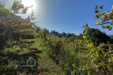 Farm i Curvos, Braga, Curvos - € 560.000 | Ref: 130/23 - foto 50