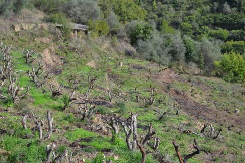 Helårsgrund i Perinaldo, Imperia, Perinaldo - € 89.000 | Ref: 83041714 - foto 4