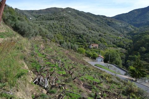 Helårsgrund i Perinaldo, Imperia, Perinaldo - € 89.000 | Ref: 83041714 - foto 5