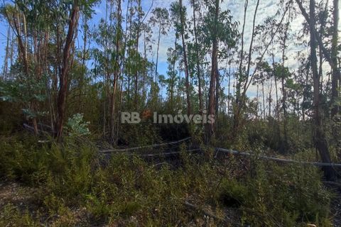 Helårsgrund i Tomar, Santarem, Tomar - € 70.000 | Ref: 01035-23 - foto 11