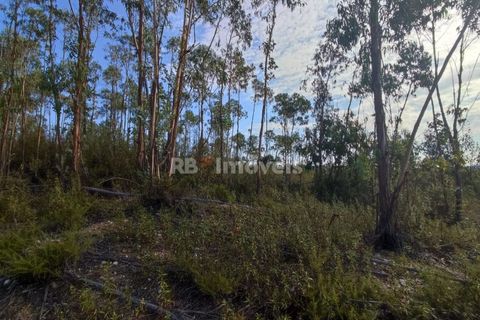Helårsgrund i Tomar, Santarem, Tomar - € 70.000 | Ref: 01035-23 - foto 12