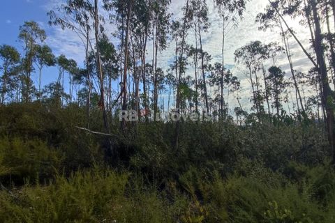 Helårsgrund i Tomar, Santarem, Tomar - € 70.000 | Ref: 01035-23 - foto 8