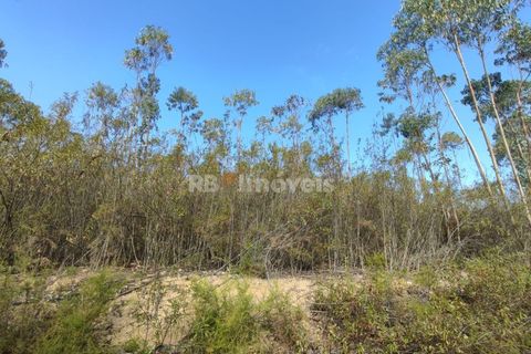 Helårsgrund i Tomar, Santarem, Tomar - € 70.000 | Ref: 01035-23 - foto 14