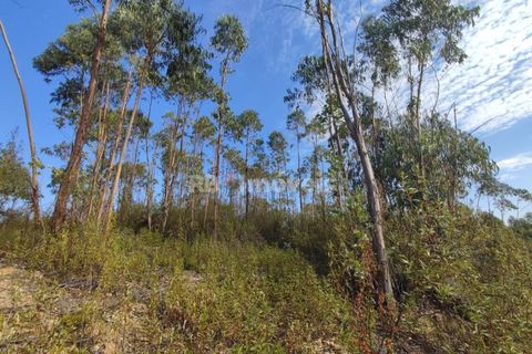 Helårsgrund i Tomar, Santarem, Tomar - € 70.000 | Ref: 01035-23 - foto 15