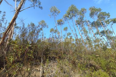 Helårsgrund i Tomar, Santarem, Tomar - € 70.000 | Ref: 01035-23 - foto 16