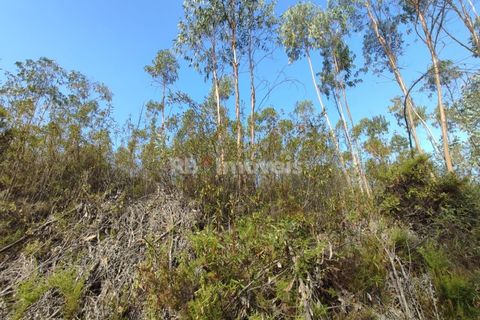 Helårsgrund i Tomar, Santarem, Tomar - € 70.000 | Ref: 01035-23 - foto 17