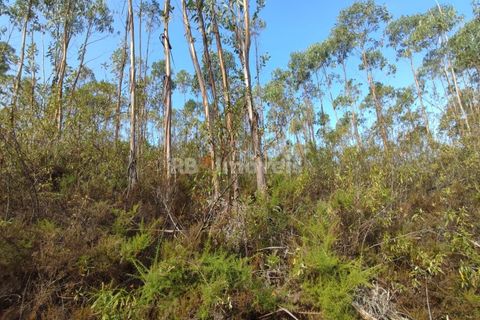 Helårsgrund i Tomar, Santarem, Tomar - € 70.000 | Ref: 01035-23 - foto 19