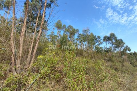 Helårsgrund i Tomar, Santarem, Tomar - € 70.000 | Ref: 01035-23 - foto 20