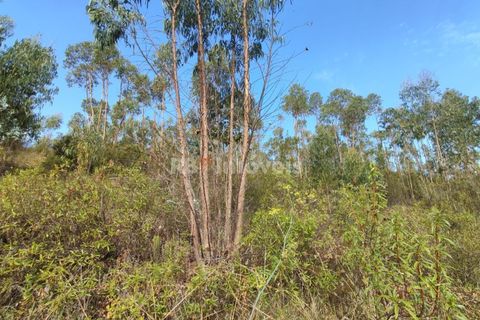 Helårsgrund i Tomar, Santarem, Tomar - € 70.000 | Ref: 01035-23 - foto 21