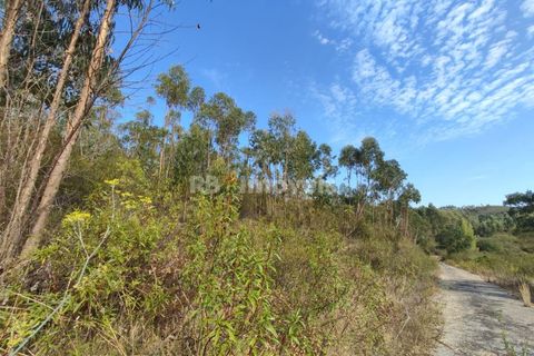 Helårsgrund i Tomar, Santarem, Tomar - € 70.000 | Ref: 01035-23 - foto 3