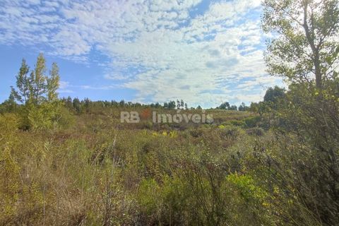 Helårsgrund i Tomar, Santarem, Tomar - € 70.000 | Ref: 01035-23 - foto 26