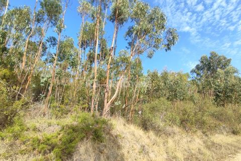 Helårsgrund i Tomar, Santarem, Tomar - € 70.000 | Ref: 01035-23 - foto 28