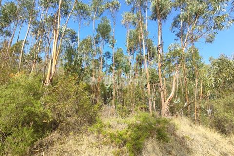 Helårsgrund i Tomar, Santarem, Tomar - € 70.000 | Ref: 01035-23 - foto 29