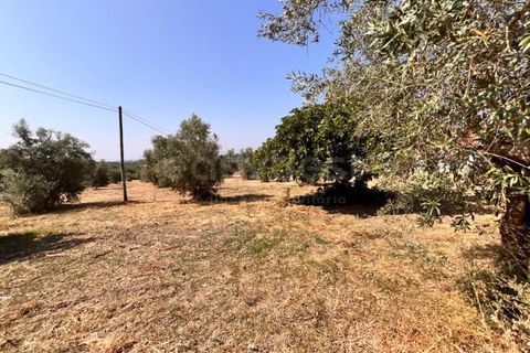 Terra a Olaia e Paco, Santarem, Olaia e Paco - € 120.000 | Ref: TM93445 - foto 3