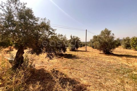Terra a Olaia e Paco, Santarem, Olaia e Paco - € 120.000 | Ref: TM93445 - foto 4