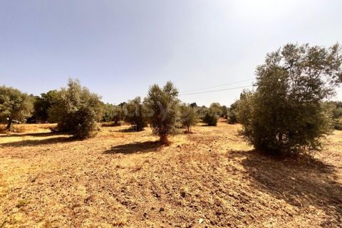 Terra a Olaia e Paco, Santarem, Olaia e Paco - € 120.000 | Ref: TM93445 - foto 7
